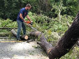 Reliable Saratoga, WY Tree Services Solutions