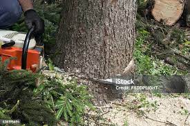 Best Emergency Tree Removal  in Saratoga, WY